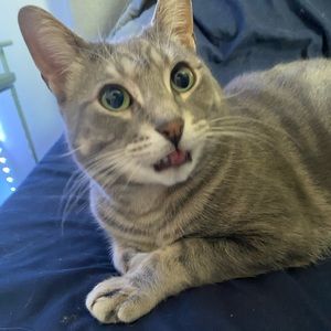 Meet your Posher, Stella